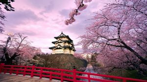 CHERRY BLOSSOMS GUIDE IN EXPLORING JAPAN THIS 2017