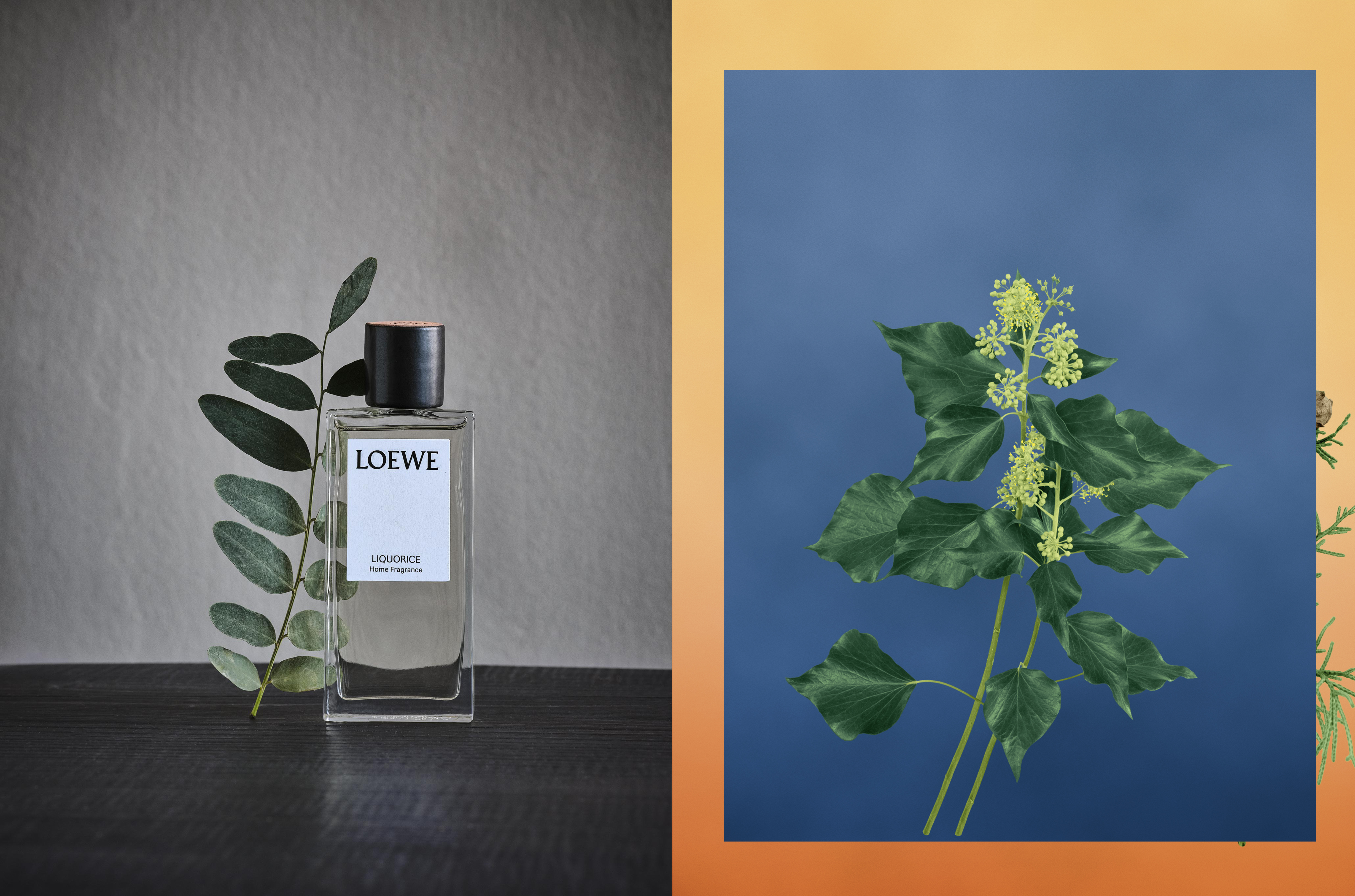 TREAT YOUR OLFACTORY WITH THESE NEW LOEWE PLANT-BASED HOME SCENTS